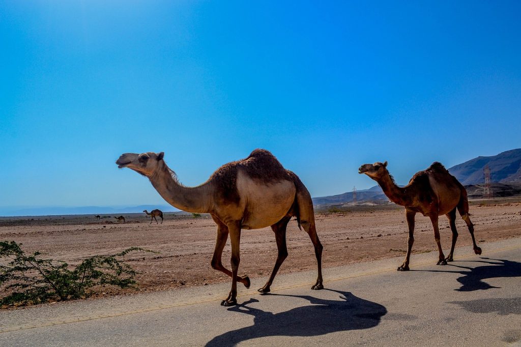 road-trip-oman