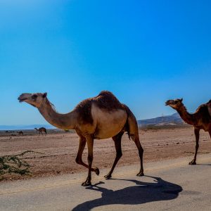 road-trip-oman